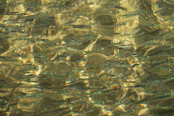 Multitude de petits poissons atherine dans le port de Sifnos - Cyclades