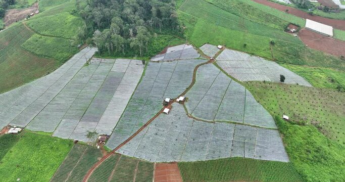 strawberry plantation mea tang chiang mai norther of thailand aerial drone of point view, 4k video
