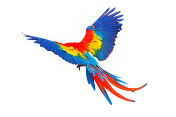 Colorful feathers on the back of macaw parrot. Scarlet macaw parrot 