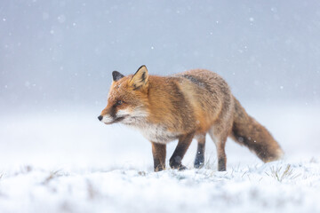 Obraz premium Mammals - European Red Fox (Vulpes vulpes)