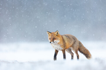 Mammals - European Red Fox (Vulpes vulpes)