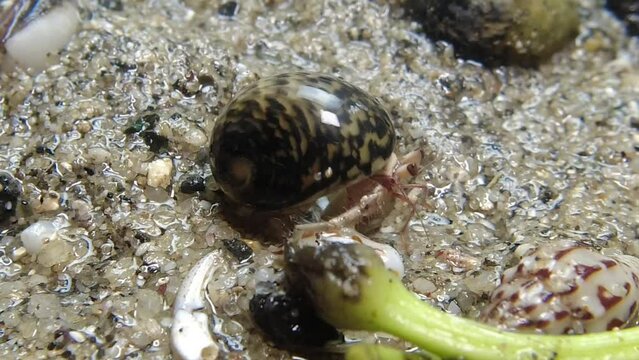 hermit crab,Paguroidea, Clibanarius fonticola are omnivorous scavengers, eating microscopic mussels and clams, bits of dead animals, and macroalgae.
