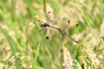 連なるトンボの雄と雌