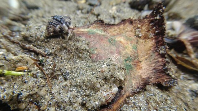 hermit crab,Paguroidea, Clibanarius fonticola are omnivorous scavengers, eating microscopic mussels and clams, bits of dead animals, and macroalgae.
