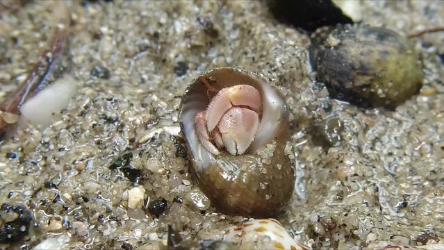 hermit crab,Paguroidea, Clibanarius fonticola are omnivorous scavengers, eating microscopic mussels and clams, bits of dead animals, and macroalgae.
