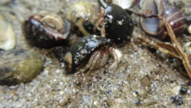 hermit crab,Paguroidea, Clibanarius fonticola are omnivorous scavengers, eating microscopic mussels and clams, bits of dead animals, and macroalgae.
