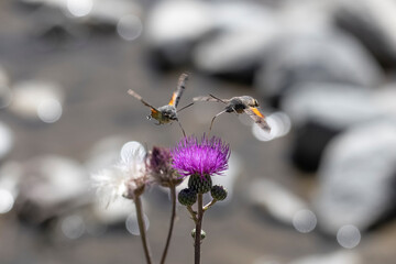 mariposas colibrí © H.P.Vazquez.