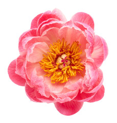 Obraz na płótnie Canvas Single pink peony flower isolated on white background