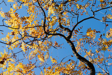 autumn tree branches