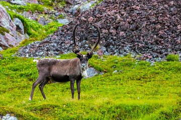 wild reindeer grazing on grass in the far north in norway, near nordcap, reindeer in the arctic,...