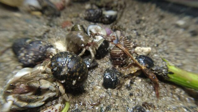 hermit crab,Paguroidea, Clibanarius fonticola are omnivorous scavengers, eating microscopic mussels and clams, bits of dead animals, and macroalgae.
