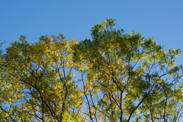 branches against blue sky