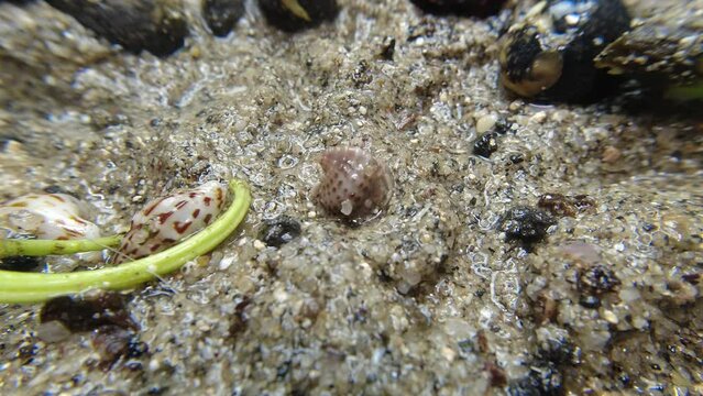 hermit crab,Paguroidea, Clibanarius fonticola are omnivorous scavengers, eating microscopic mussels and clams, bits of dead animals, and macroalgae.
