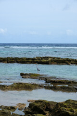 Fototapeta na wymiar Beautiful beach of Fulidhoo, Maldives during sunny afternoon. A crane resting on the rock.
