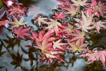 京都 圓光寺 水琴窟の散り紅葉