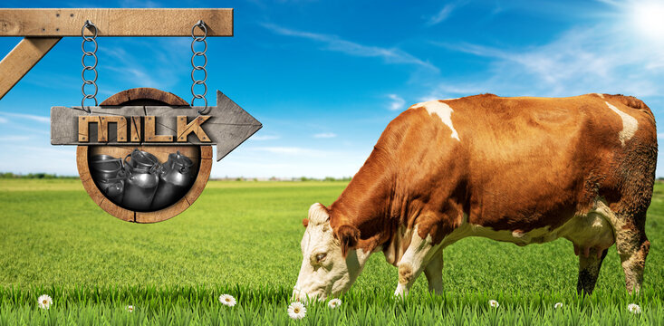 Brown and white dairy cow and a wooden directional sign with text Milk, and steel cans, on a green pasture with daisy flowers, against a clear blue sky with clouds, sunbeams and copy space.