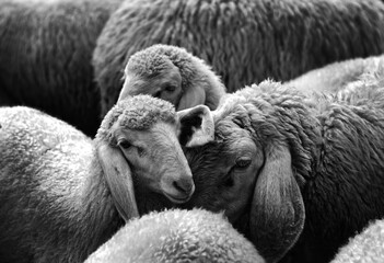 pecore gregge 