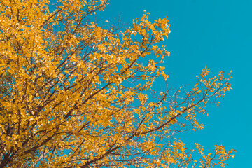 Obraz na płótnie Canvas yellow leaves against sky
