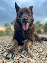 Portrait of a black dog adopted in a municipal kennel in Barcelona