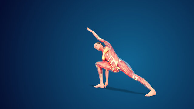 3D human Utthita Parsvakonasana or Extended Side Angle yoga pose on blue background