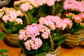 pink hydrangea flowers