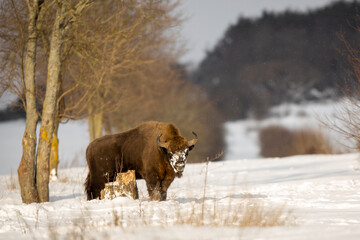 European bison - Bison bonasus in the Knyszyn Forest