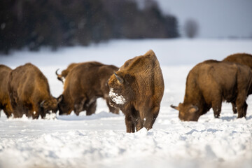 European bison - Bison bonasus in the Knyszyn Forest