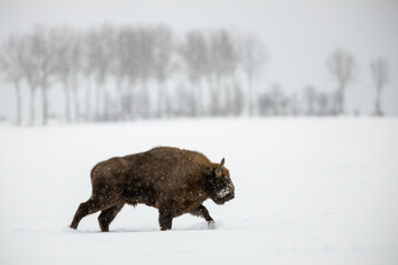 European bison - Bison bonasus in the Knyszyn Forest © szczepank
