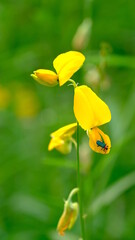 Blurred yellow Crotalaria or sunn hemp flowers blooming in field.