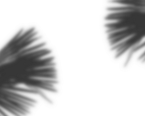 Leaf shadow overlay. Natural shadows overlay of leaf. 