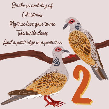 The twelve days of Christmas. Second day. Two turtle doves. Christmas concept.