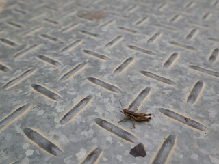 grasshopper on the ground design for natural concept