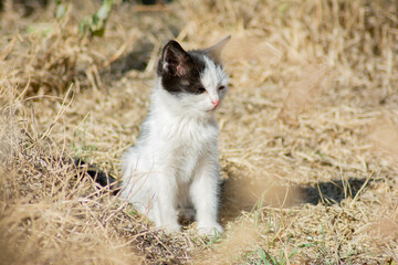 Naklejka na ściany i meble Little kitten in nature. Portrait of a cat