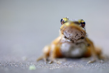 Common Green Frog (Hylarana erythraea)