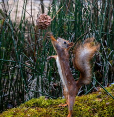 squirrel in the forest jumping for a cedar cone