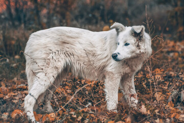 White dog in the autumn forest. Photo session of a dog in the forest among golden leaves. Dog portrait