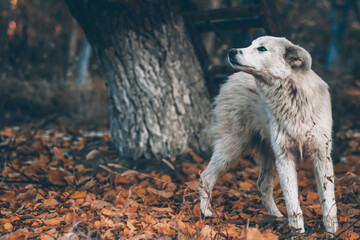 White dog in the autumn forest. Photo session of a dog in the forest among golden leaves. Dog portrait