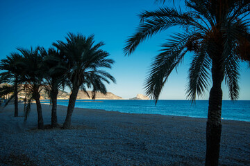 Largas hojas verdes de las palmeras de la costa blanca con el tranquilo mar Mediterráneo de fondo...