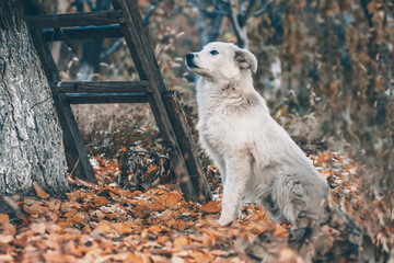 White dog in the autumn forest. Photo session of a dog in the forest among golden leaves. Dog...