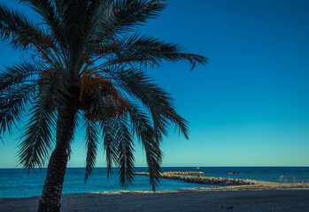Fototapeta na wymiar Largas hojas verdes de las palmeras de la costa blanca con el tranquilo mar Mediterráneo de fondo bajo un soleado día azul en un precioso día de otoño en el pueblo de Altea en Alicante.