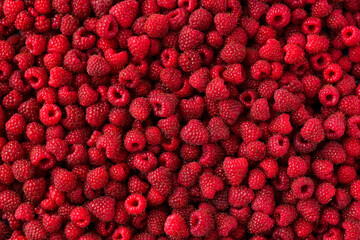 fruit background from the harvest of ripe organic raspberries