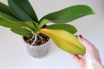 Orchid leaves turn yellow due to improper care. Sick orchid leaf in hand