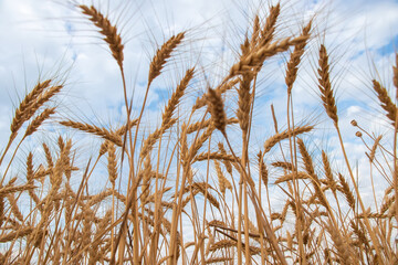 Gold wheat field and blue sky background