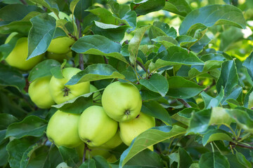 Apple tree branch with green apples on a blurred background during ripening