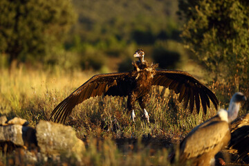 The cinereous vulture (Aegypius monachus) also known as the black vulture, monk or Eurasian black vulture, an adult large vulture jumps to its prey.