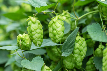 Detail of green fresh hops for making beer in the field