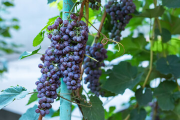Bunch of red grapes on the vine bush at the vineyard plantation during sunset, close up view. High quality photo