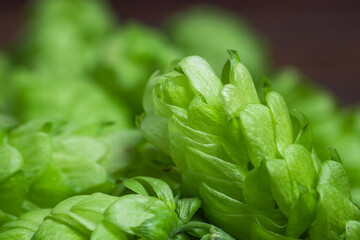 Pile fresh green hops on a wooden table. close up