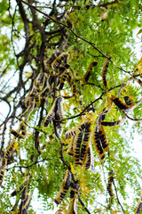 Fototapeta premium Dry brown seed pods and green leaves of acacia.