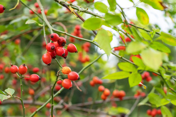 Branches of ripe rose hips in the garden.
